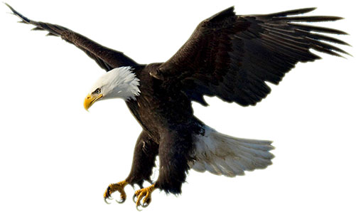 American-bald-eagle